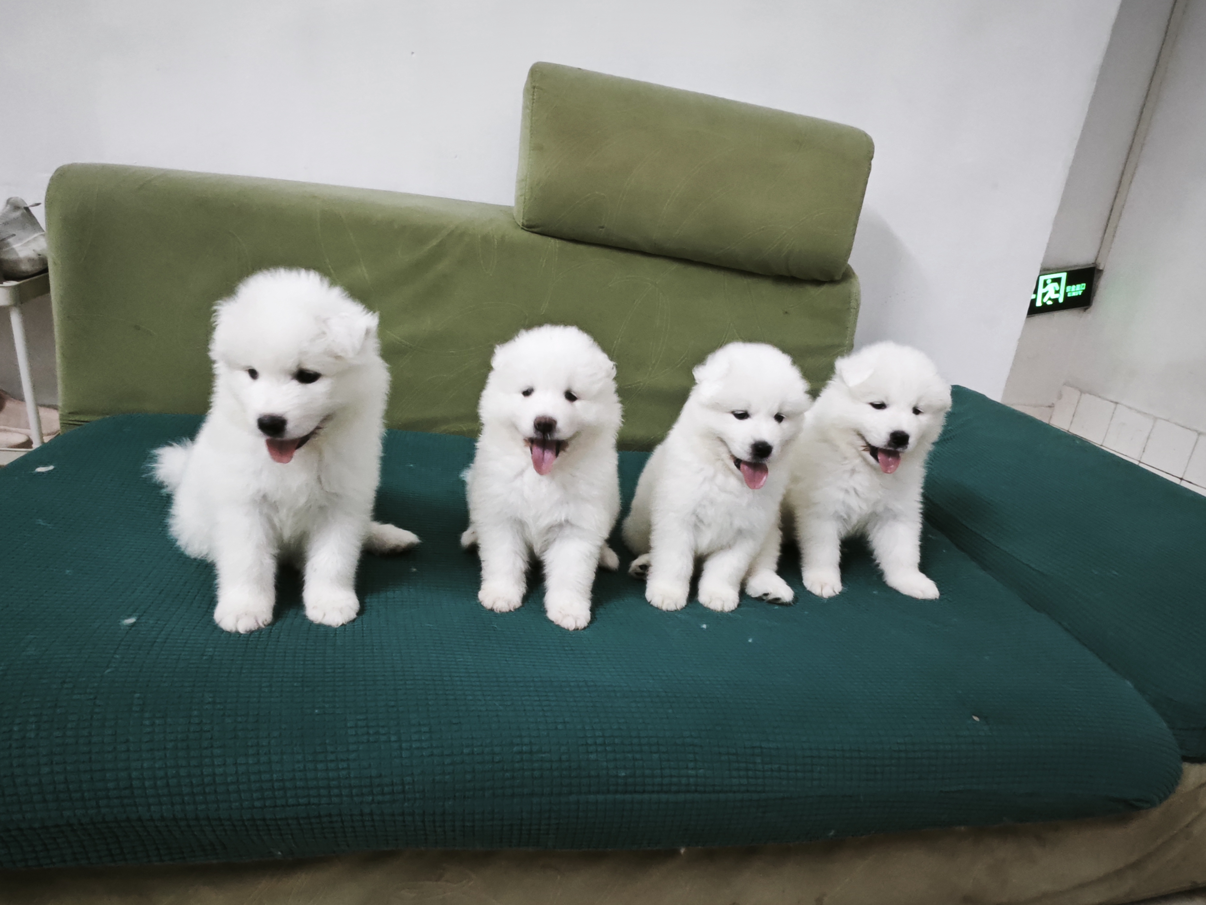 微笑天使萨摩耶